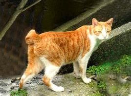 钢钳伪装形态（误）